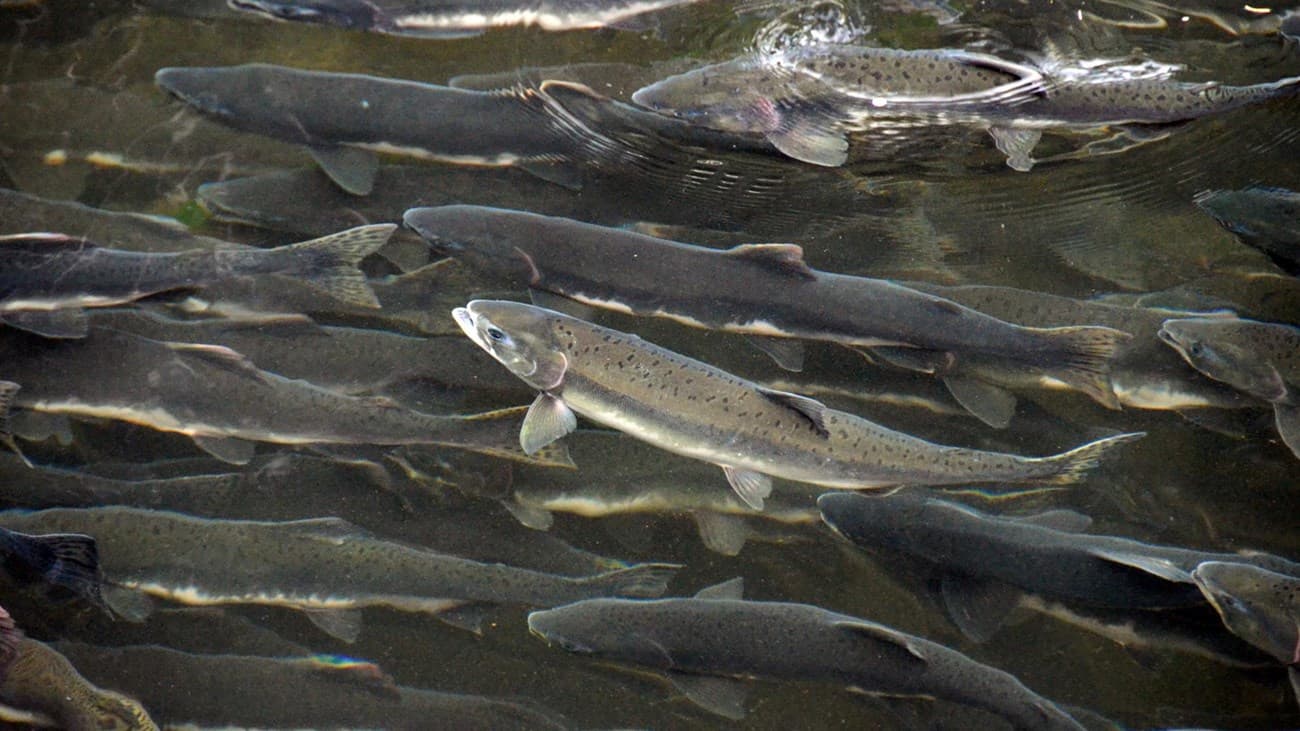 Saumon à différents stades de sa transformation