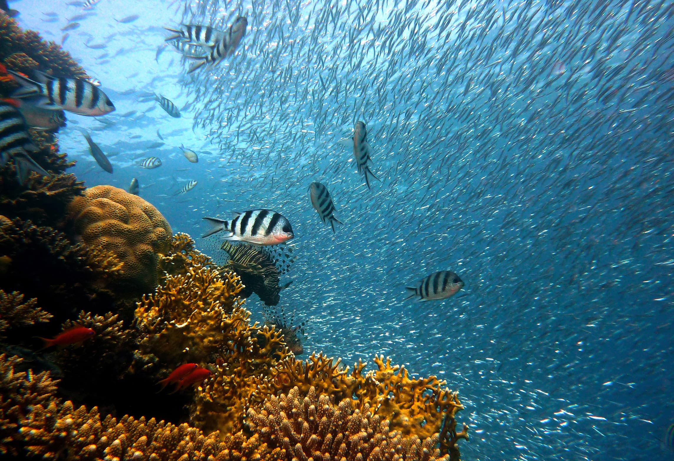 Illustration associée à la communication des poissons